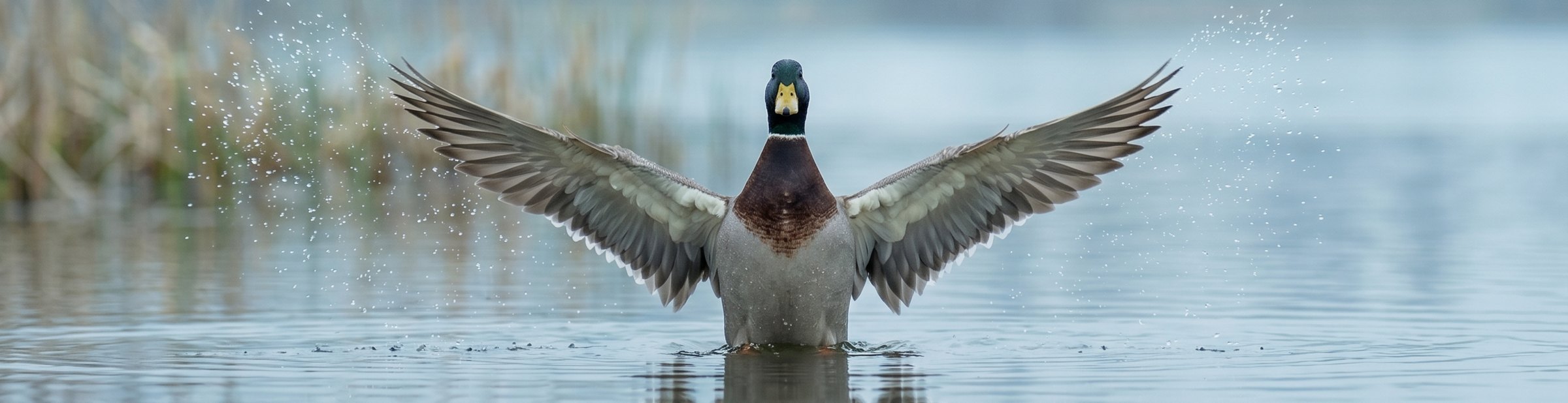 A mallard with its wings spread wide on still water.