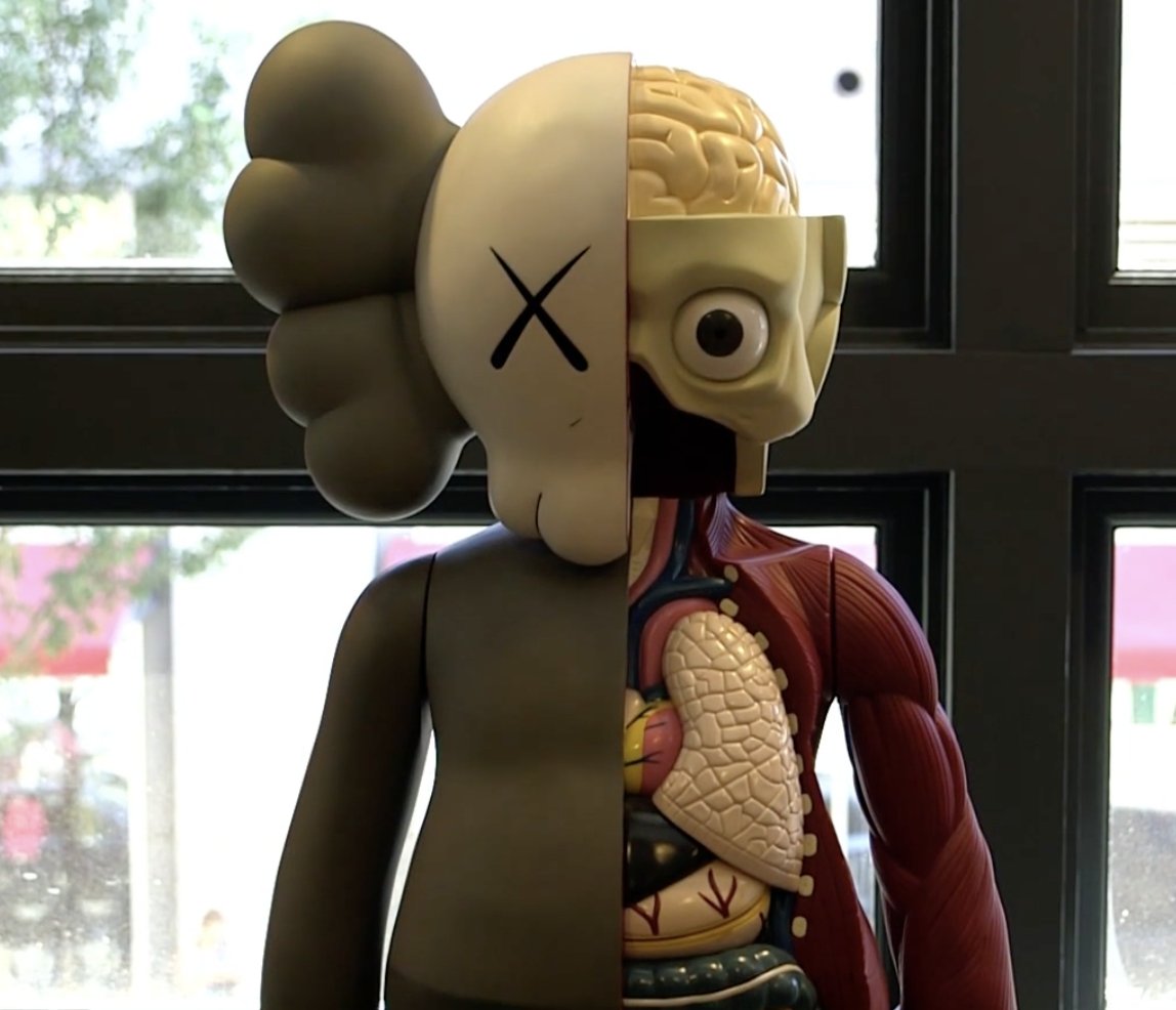 A dissected vinyl figure in a window, one half showing its skull, brain and organs.