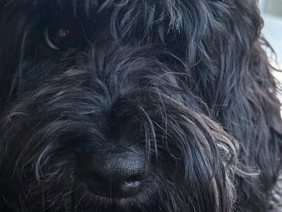 Close-up of the third dog, a shaggy black face with one eye peering through the fur.