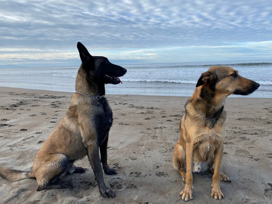 Two of the dogs sitting on a beach, looking in opposite directions.